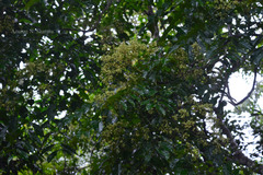 Zanthoxylum rhetsa